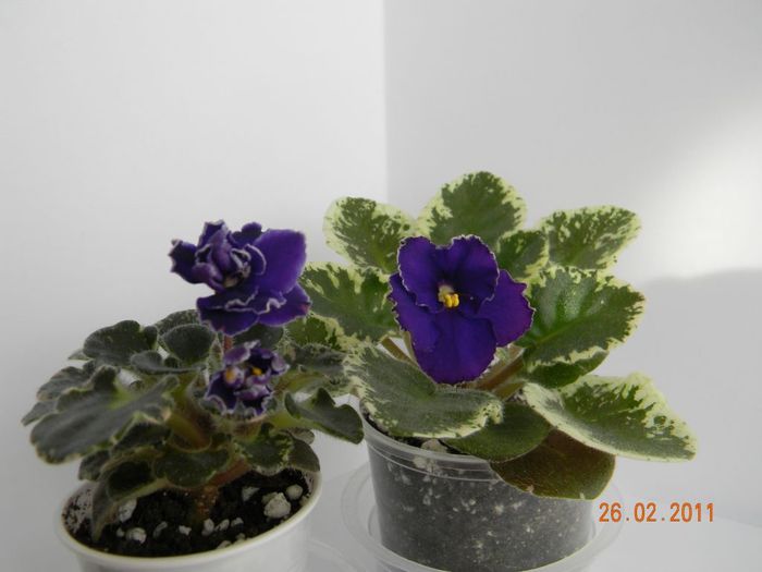 Star Wars & Midnight Romance - Violete de colectie 2010-2011