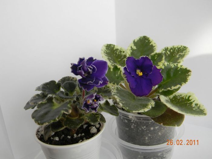 Star Wars & Midnight Romance\' - Violete de colectie 2010-2011