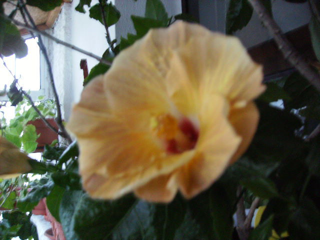 Hibiscus 4