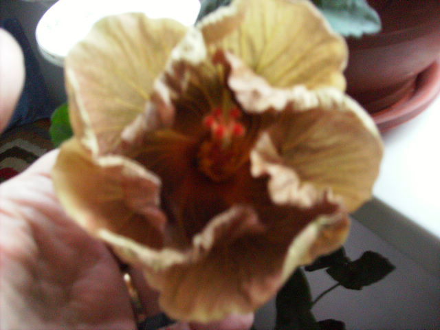 Hibiscus 6 - sfarsit de februarie inceput de martie 2010