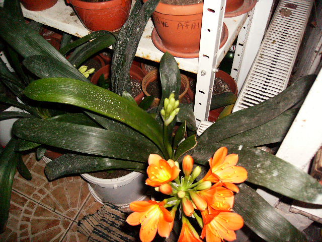 Clivia cu tija florala dubla - sfarsit de februarie inceput de martie 2010
