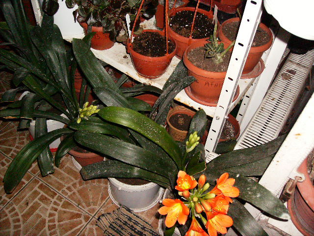 Alt moment al cliviei cu doua tije florale - sfarsit de februarie inceput de martie 2010
