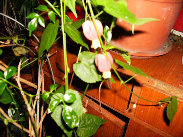 Flori de abutilon megapotamicum - sfarsit de februarie inceput de martie 2010