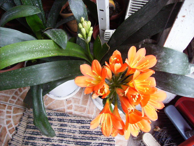 Ultimul moment al cliviei cu doua tije florale - sfarsit de februarie inceput de martie 2010