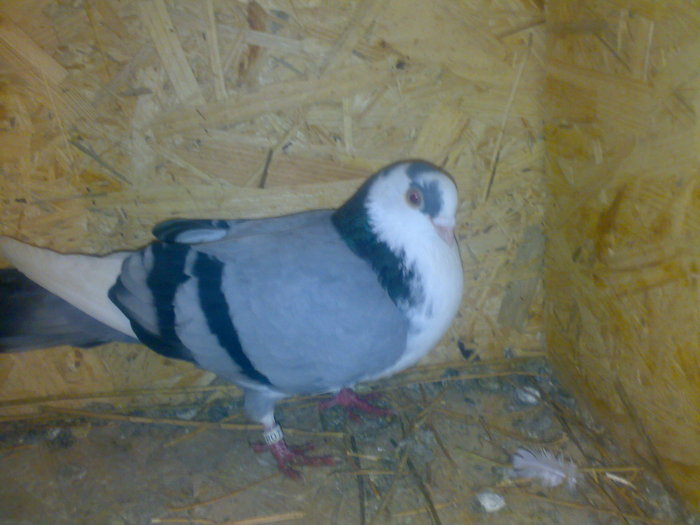 mascul 2009 cazator - porumbeii galatenii