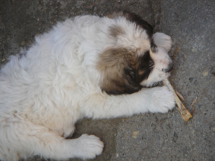 DSC00433 - CIOBANESC MIORITIC