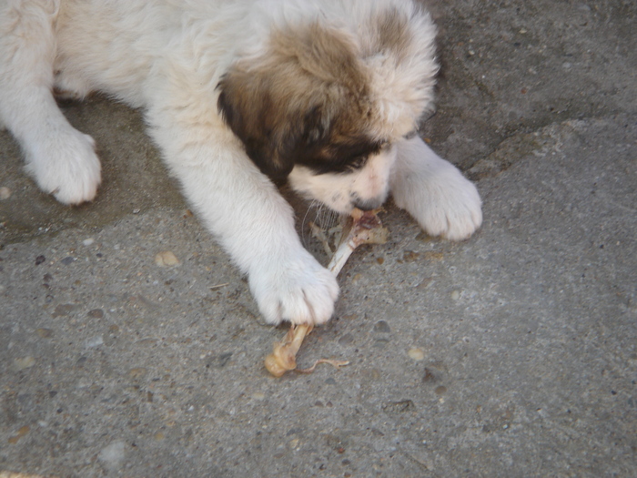 DSC00434 - CIOBANESC MIORITIC