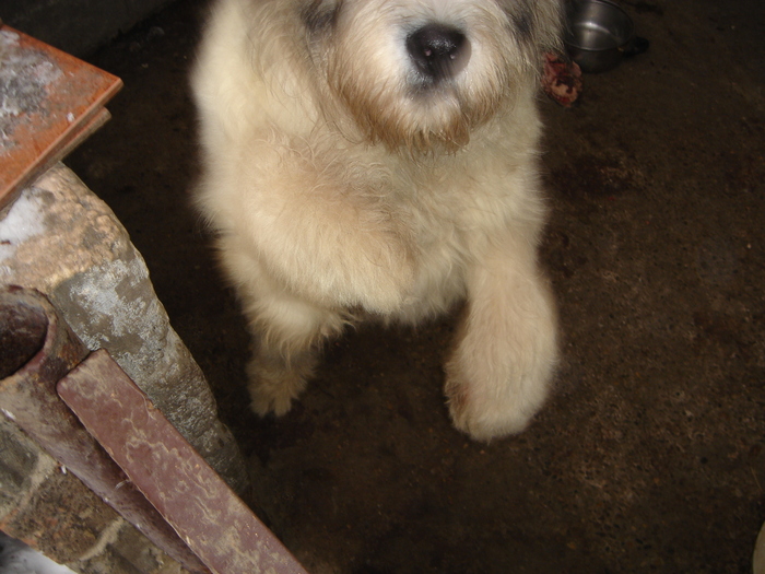 DSC00516 - CIOBANESC MIORITIC