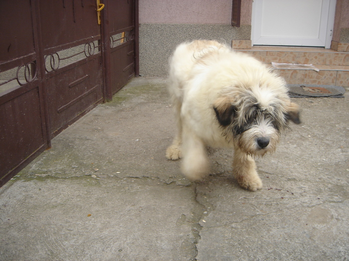 DSC00519 - CIOBANESC MIORITIC