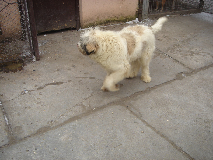 DSC00526 - CIOBANESC MIORITIC