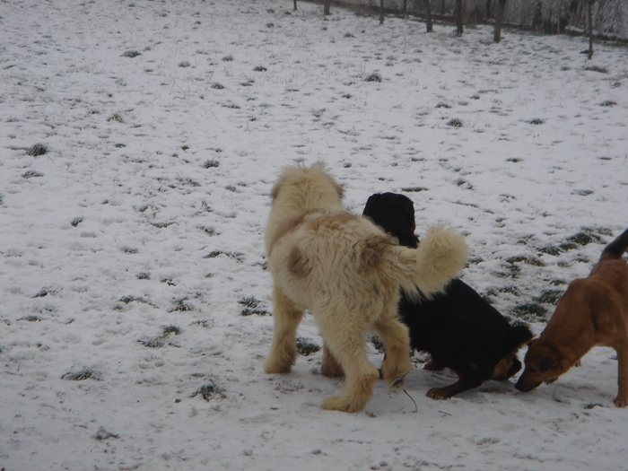 DSC00529 - CIOBANESC MIORITIC