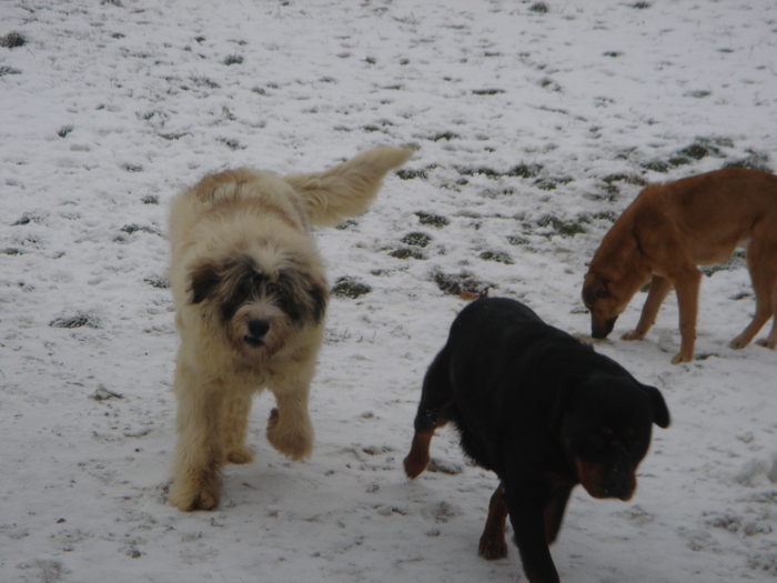 DSC00530 - CIOBANESC MIORITIC