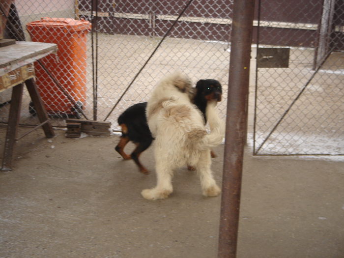 DSC00531 - CIOBANESC MIORITIC