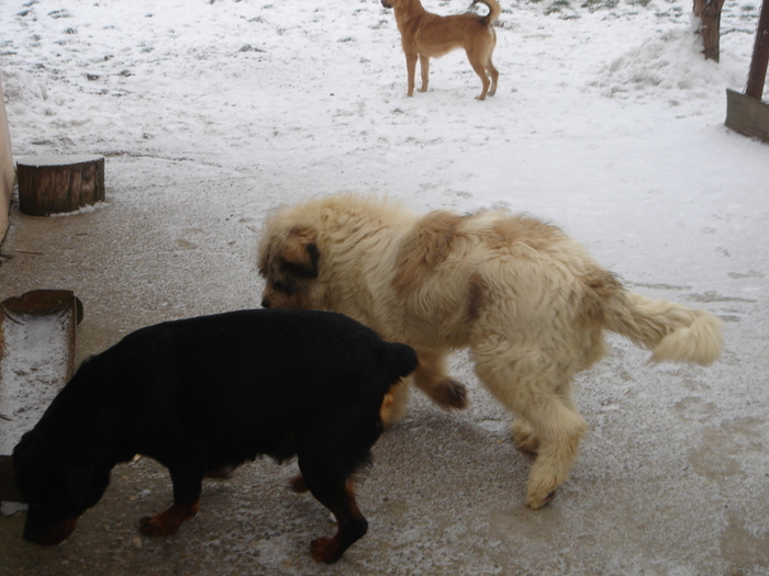 DSC00532 - CIOBANESC MIORITIC