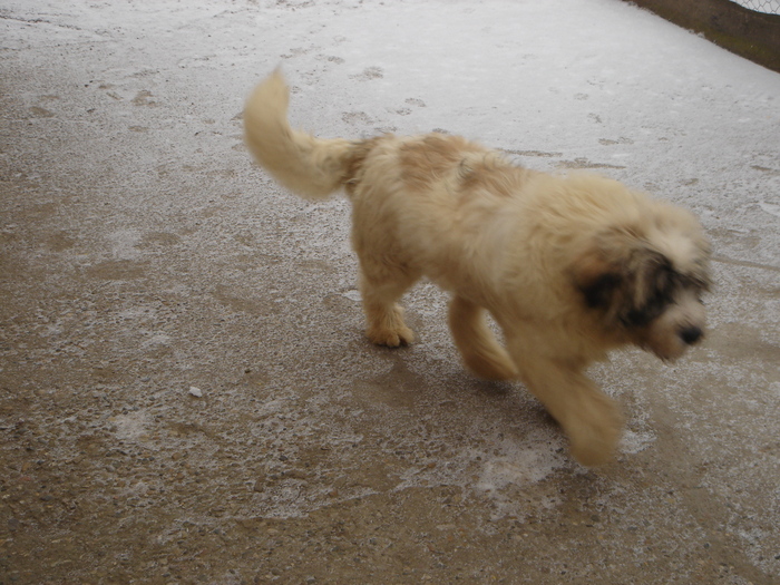 DSC00533 - CIOBANESC MIORITIC