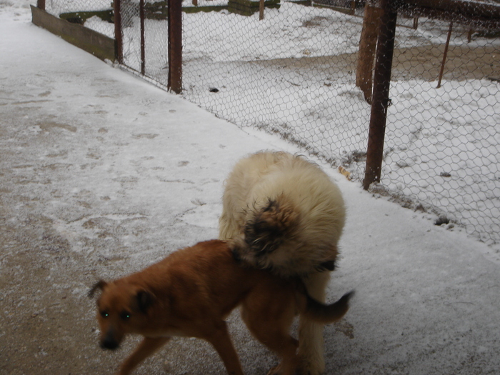 DSC00534 - CIOBANESC MIORITIC