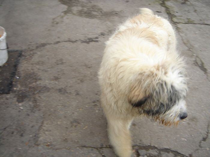 DSC00631 - CIOBANESC MIORITIC