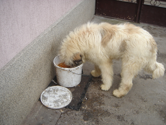 DSC00632 - CIOBANESC MIORITIC