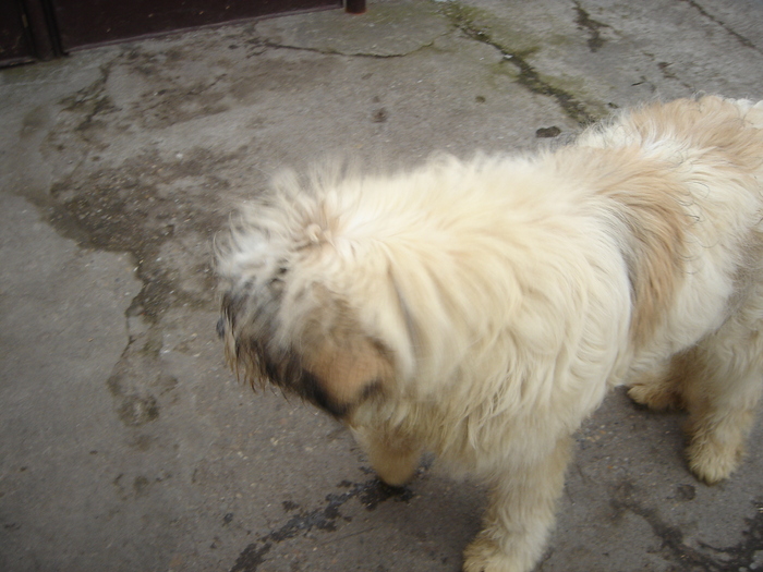 DSC00633 - CIOBANESC MIORITIC