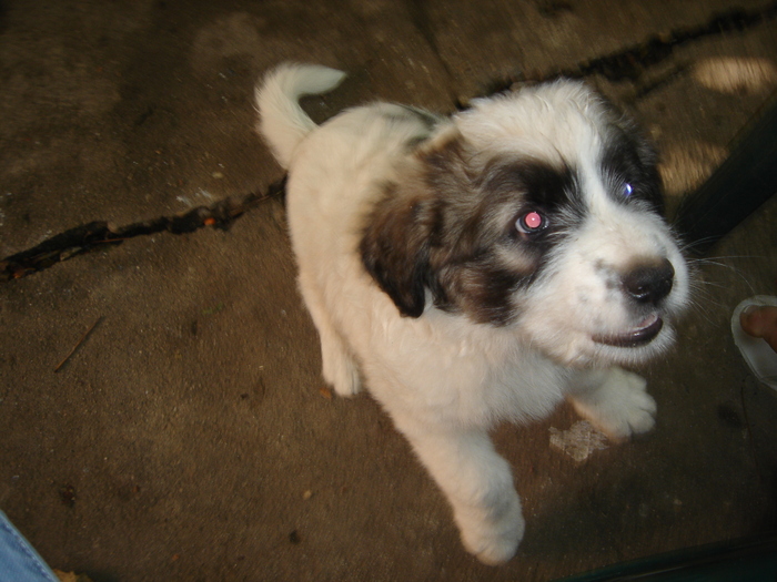 DSC00396 - CIOBANESC MIORITIC