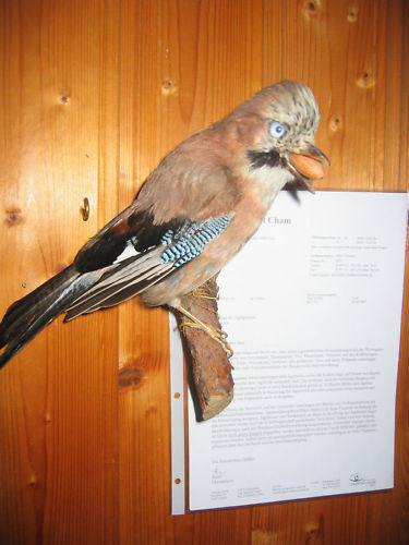 20 - Trofee naturalizate profesional