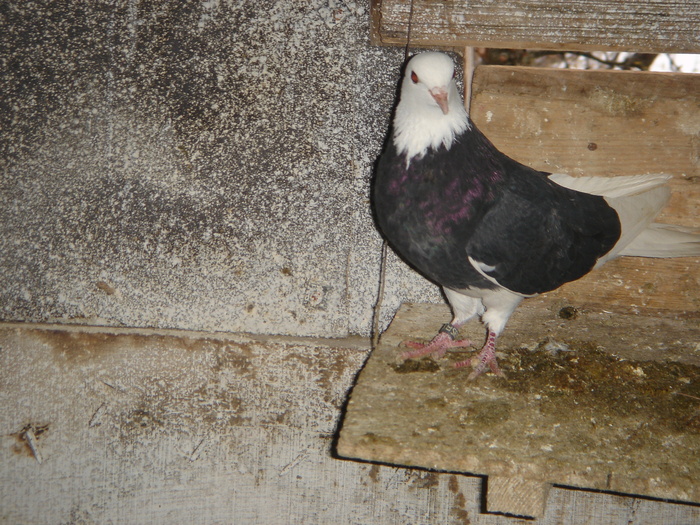 DSC00610 - PORUMBEI ROLLER DE BIRMINGHAM