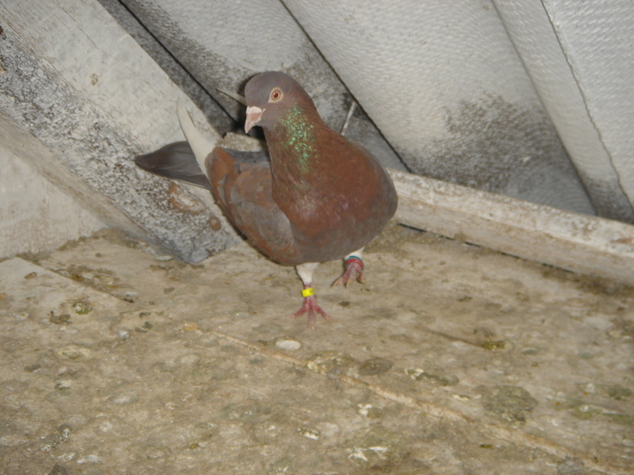 DSC00694 - PORUMBEI ROLLER DE BIRMINGHAM