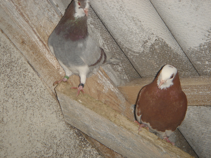 DSC00695 - PORUMBEI ROLLER DE BIRMINGHAM