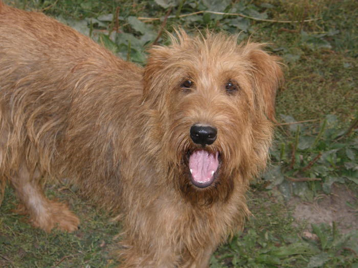 K - irish terrier