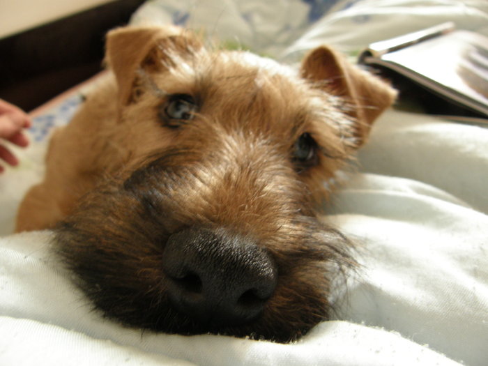 P2110001 - irish terrier