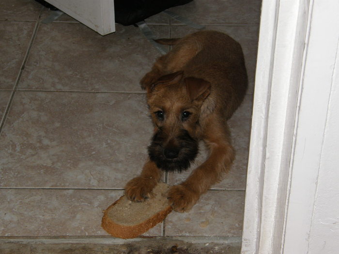 P2110006 - irish terrier