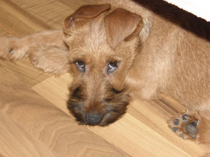 P2120011 - irish terrier