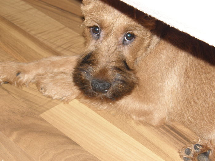 P2120012 - irish terrier