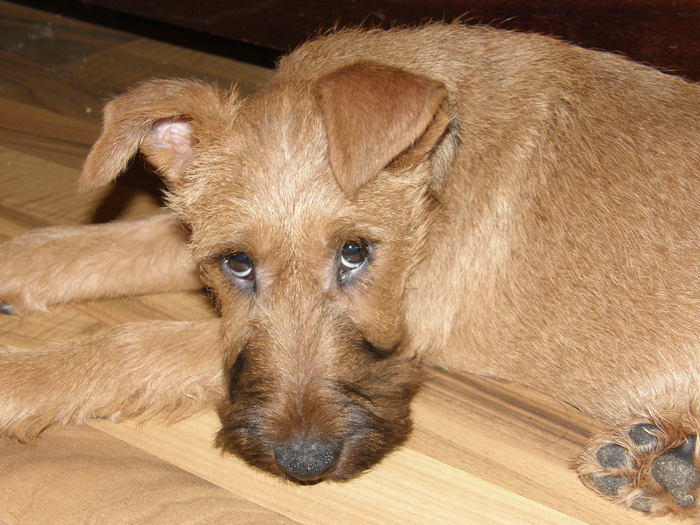P2120013 - irish terrier