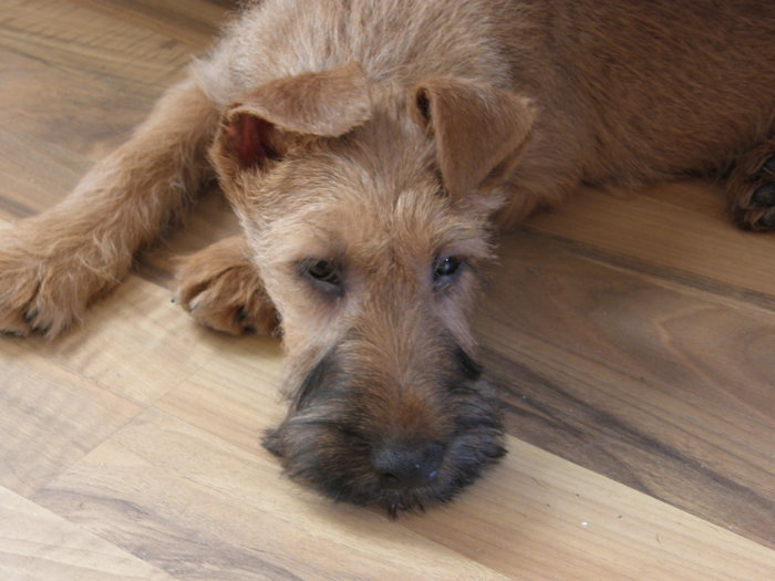 P2120019 - irish terrier