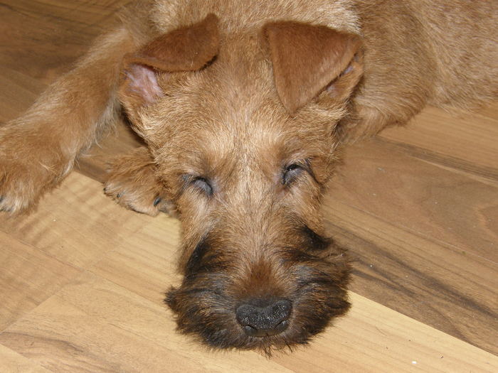 P2120025 - irish terrier