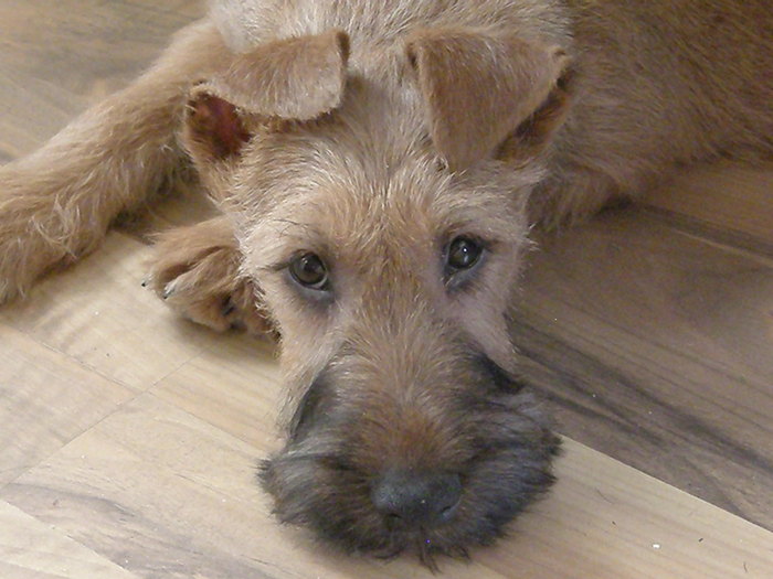 P2120027 - irish terrier