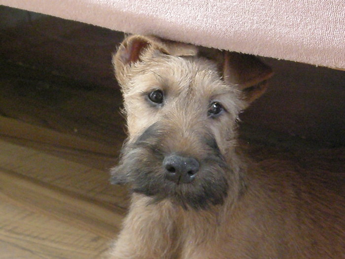 P2120028 - irish terrier