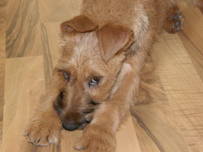 P2120031 - irish terrier