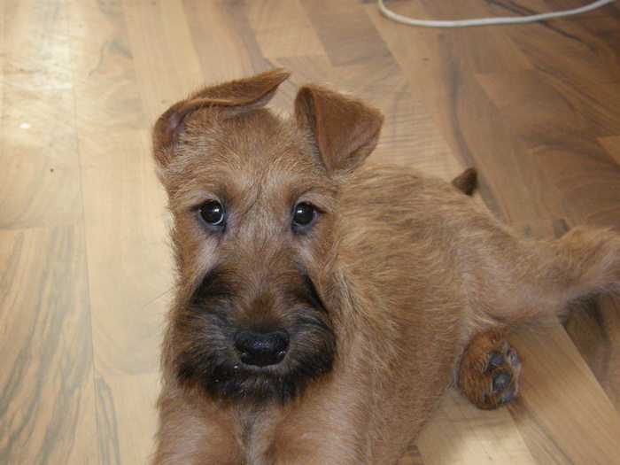 P2120033 - irish terrier