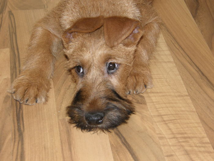 P2120036 - irish terrier