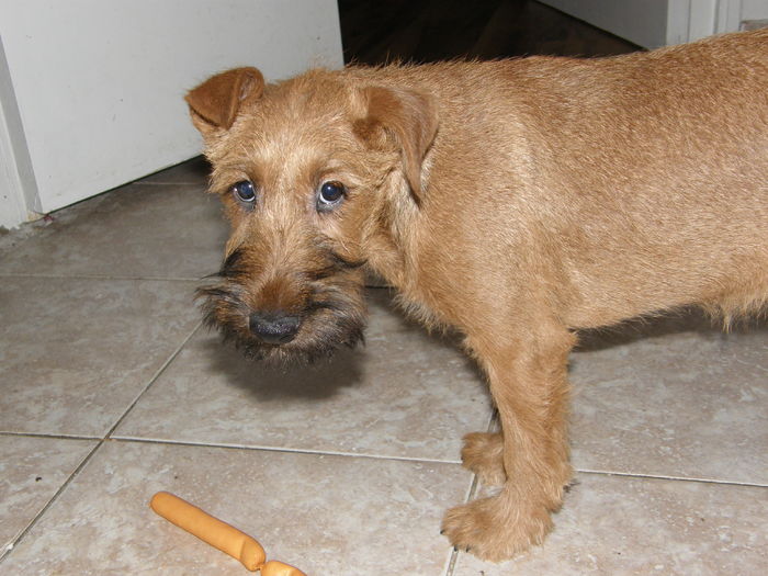 P2190004 - irish terrier