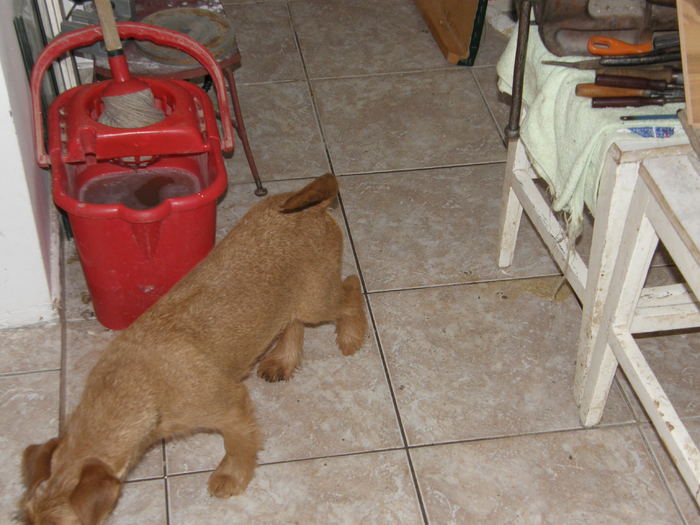 P2190007 - irish terrier