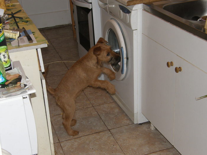 P2190008 - irish terrier