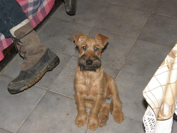 P2220158 - irish terrier