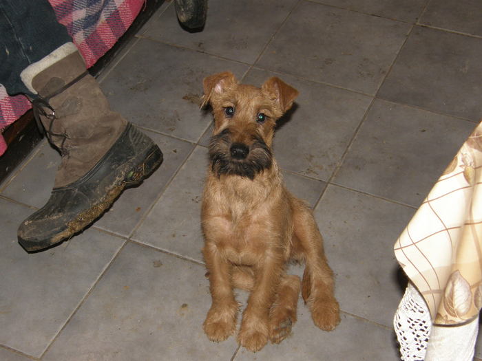 P2220159 - irish terrier