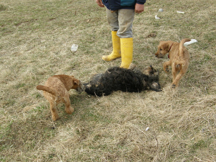 P3200004 - irish terrier