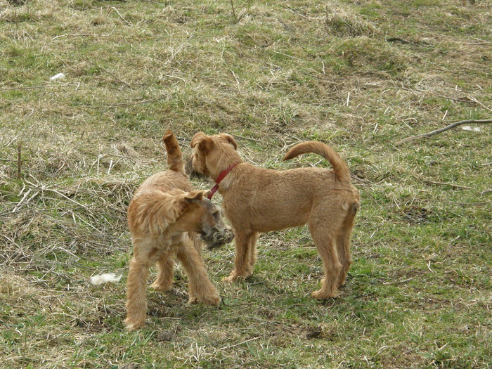 P3200006 - irish terrier