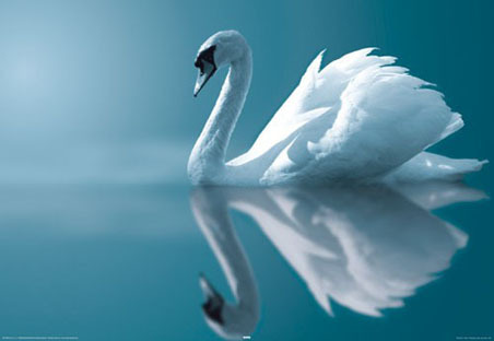 lg13399reflecting-in-blue-water-swan-poster - poze cu lebede