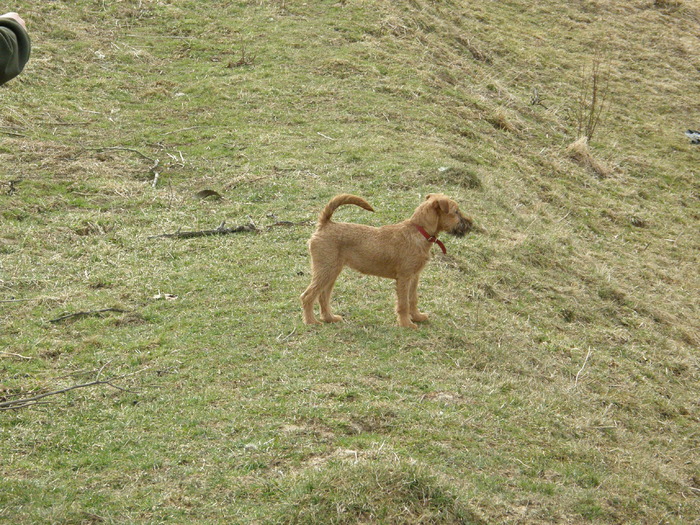 P3200007 - irish terrier